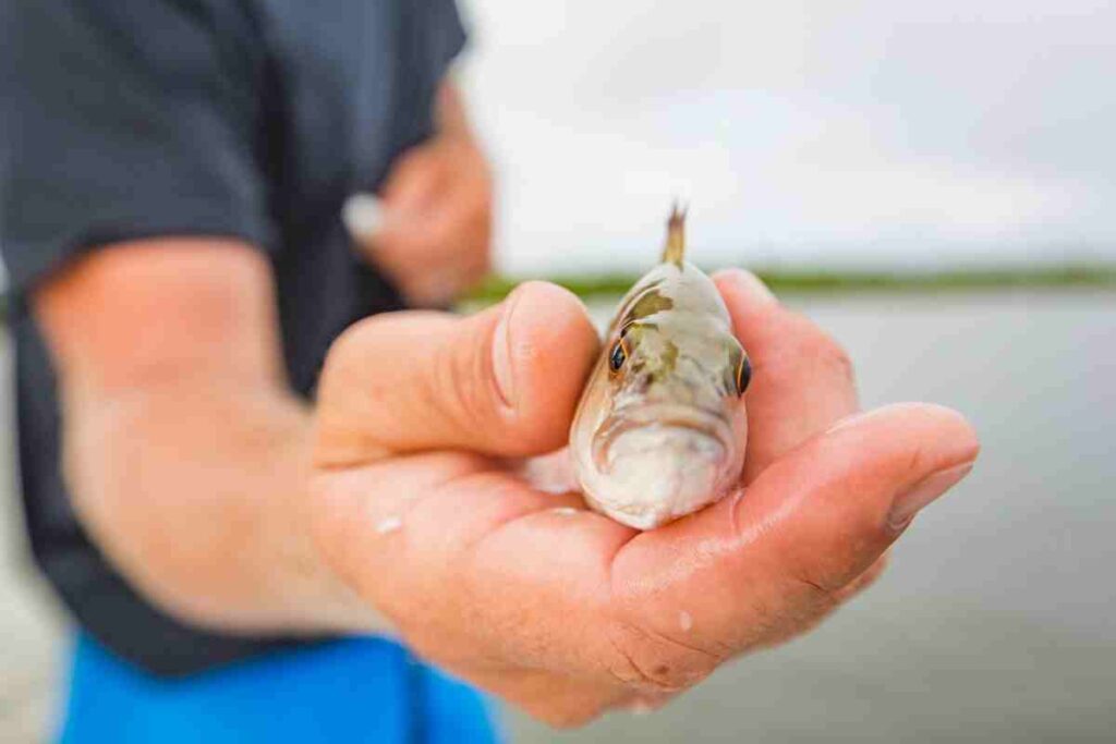 gator circle homes for sale cape coral florida